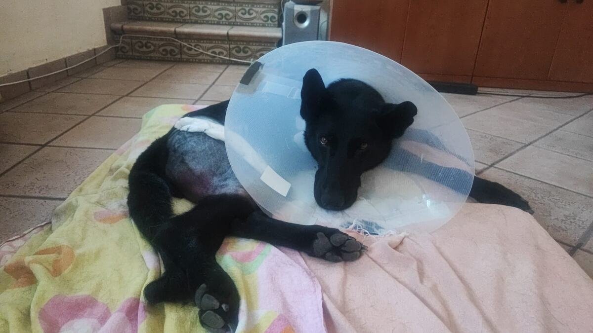 Tuba durante los primeros días de recuperación tras la operación con collar isabelino